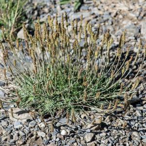 Photographie n°2241493 du taxon Plantago maritima subsp. serpentina (All.) Arcang. [1882]