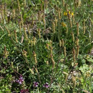 Photographie n°2241494 du taxon Plantago maritima subsp. serpentina (All.) Arcang. [1882]