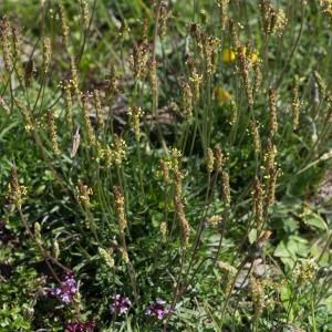 Photographie n°2241496 du taxon Plantago maritima subsp. serpentina (All.) Arcang. [1882]
