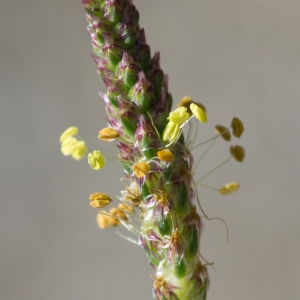 Photographie n°2241497 du taxon Plantago maritima subsp. serpentina (All.) Arcang. [1882]