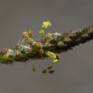 Photographie n°2241498 du taxon Plantago maritima subsp. serpentina (All.) Arcang. [1882]
