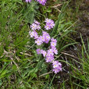 Photographie n°2241501 du taxon Primula farinosa L.