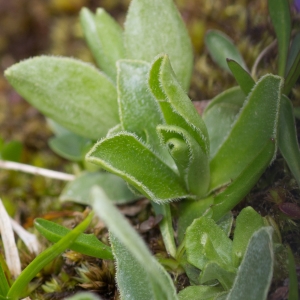 Photographie n°2241504 du taxon Primula farinosa L.