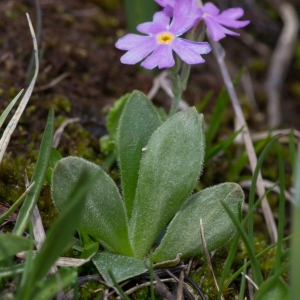 Photographie n°2241506 du taxon Primula farinosa L.