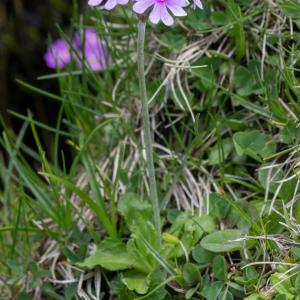 Photographie n°2241509 du taxon Primula farinosa L.