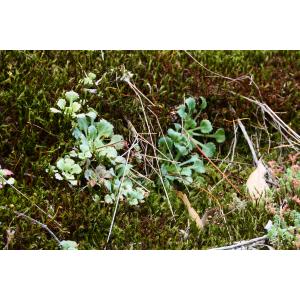 Saxifraga spathularis Brot. (Saxifrage spatulée)