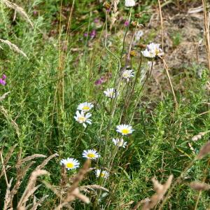 Photographie n°2241536 du taxon Leucanthemum ircutianum DC. [1838]