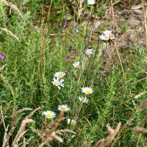 Photographie n°2241536 du taxon Leucanthemum ircutianum DC. [1838]