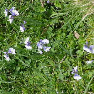 Photographie n°2241581 du taxon Veronica serpyllifolia subsp. humifusa (Dicks.) Syme