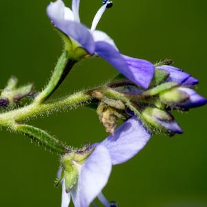 Photographie n°2241583 du taxon Veronica serpyllifolia subsp. humifusa (Dicks.) Syme