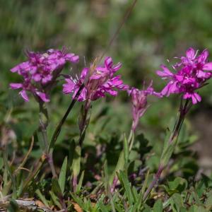 Photographie n°2241601 du taxon Viscaria alpina (L.) G.Don