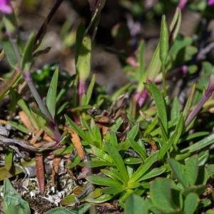 Photographie n°2241603 du taxon Viscaria alpina (L.) G.Don