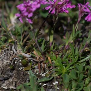 Photographie n°2241604 du taxon Viscaria alpina (L.) G.Don