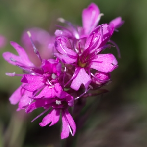 Photographie n°2241607 du taxon Viscaria alpina (L.) G.Don