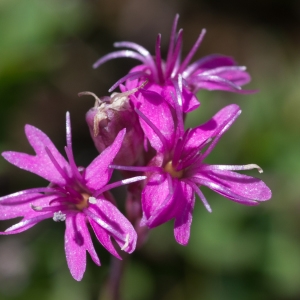 Photographie n°2241611 du taxon Viscaria alpina (L.) G.Don