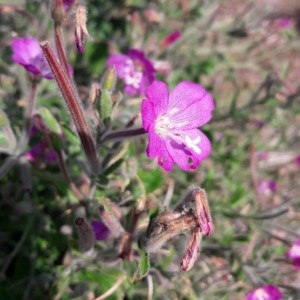 Photographie n°2241685 du taxon Epilobium hirsutum L.