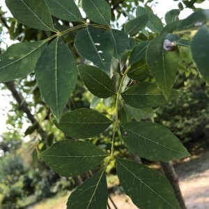 Photographie n°2241694 du taxon Fraxinus excelsior L. [1753]