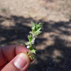 Photographie n°2241709 du taxon Sideritis romana L. [1753]