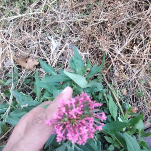 Photographie n°2241739 du taxon Centranthus ruber (L.) DC. [1805]