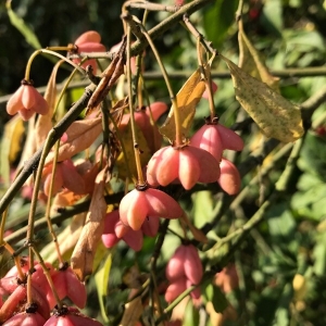 Photographie n°2241760 du taxon Euonymus europaeus L. [1753]