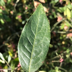 Photographie n°2241761 du taxon Euonymus europaeus L. [1753]