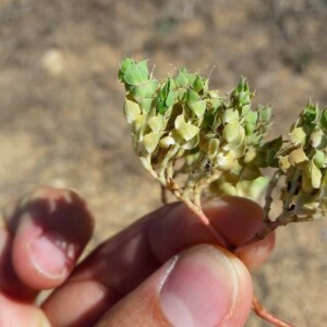 Photographie n°2241763 du taxon Euphorbia falcata L. [1753]