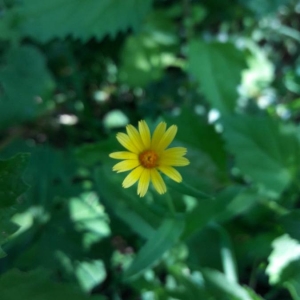 Photographie n°2241771 du taxon Calendula arvensis L. [1763]