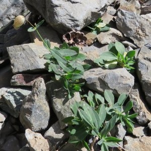 Photographie n°2241829 du taxon Silene vulgaris subsp. prostrata (Gaudin) Schinz & Thell. [1923]