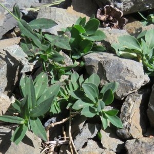 Photographie n°2241831 du taxon Silene vulgaris subsp. prostrata (Gaudin) Schinz & Thell. [1923]