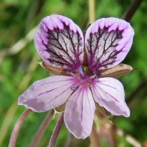  - Erodium glandulosum (Cav.) Willd. [1800]