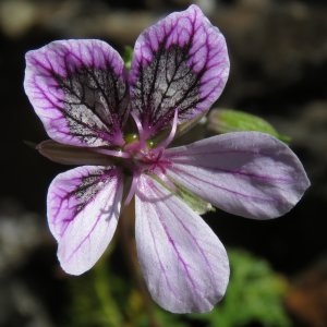  - Erodium glandulosum (Cav.) Willd. [1800]