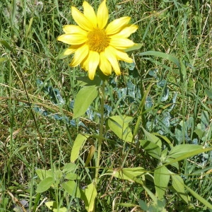 Photographie n°2241862 du taxon Helianthus annuus L. [1753]