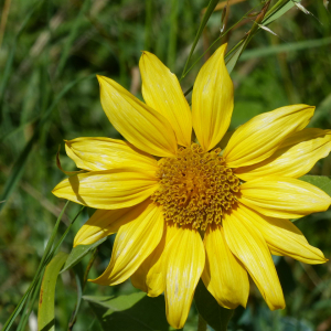 Photographie n°2241863 du taxon Helianthus annuus L. [1753]