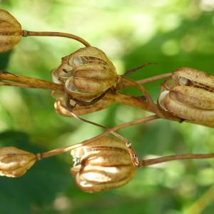 Photographie n°2241865 du taxon Lilium martagon L. [1753]