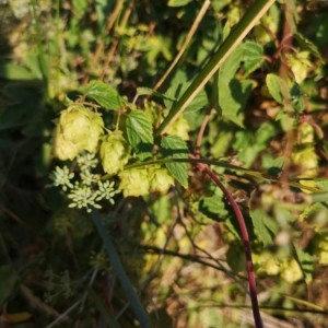 Photographie n°2241879 du taxon Humulus lupulus L. [1753]