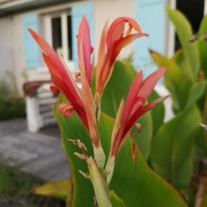 Photographie n°2241885 du taxon Canna indica L. [1753]