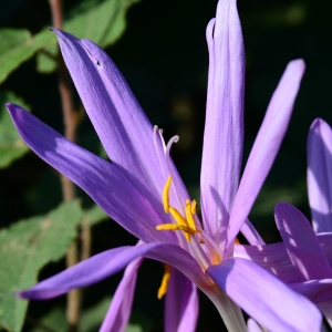 Photographie n°2241923 du taxon Colchicum autumnale L. [1753]