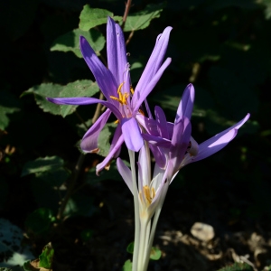 Photographie n°2241924 du taxon Colchicum autumnale L. [1753]