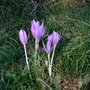 Photographie n°2241925 du taxon Colchicum autumnale L. [1753]