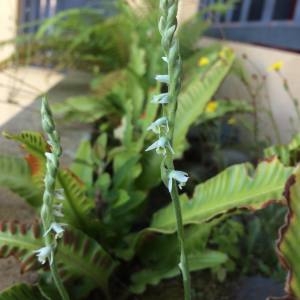 Photographie n°2241995 du taxon Spiranthes spiralis (L.) Chevall. [1827]