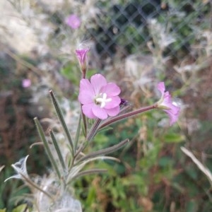 Photographie n°2242036 du taxon Epilobium hirsutum L.