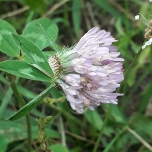 Photographie n°2242042 du taxon Trifolium pratense L. [1753]