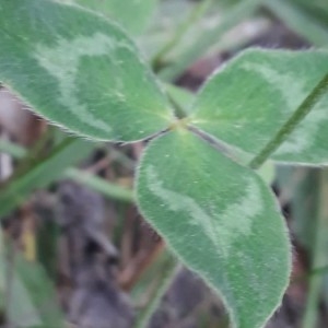 Photographie n°2242043 du taxon Trifolium pratense L. [1753]