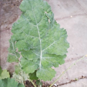 Photographie n°2242044 du taxon Brassica napus L. [1753]