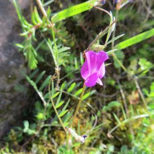 Photographie n°2242053 du taxon Vicia angustifolia L. [1759]