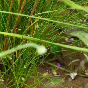 Photographie n°2242075 du taxon Scirpus setaceus L. [1753]