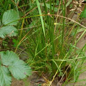 Photographie n°2242076 du taxon Scirpus setaceus L. [1753]