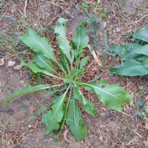 Photographie n°2242100 du taxon Ginkgo biloba L. [1771]