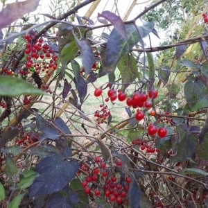 Photographie n°2242106 du taxon Solanum dulcamara L. [1753]