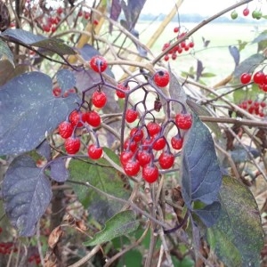 Photographie n°2242107 du taxon Solanum dulcamara L. [1753]